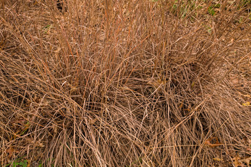 Little bluestem on a cloudy Autumn day. Also known as Schizachyrium scoparium or beard grass, it is...