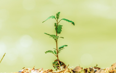 plant in soil isolated on white background