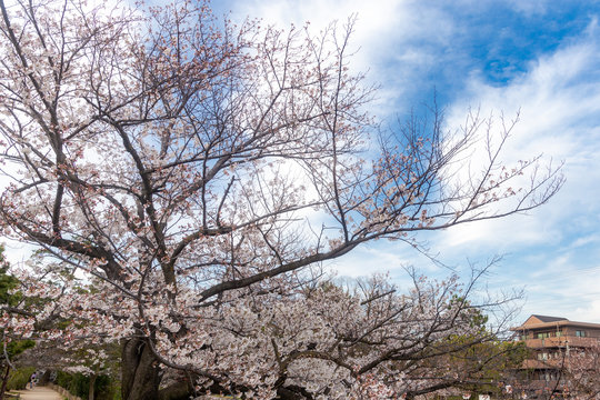 桜のある風景