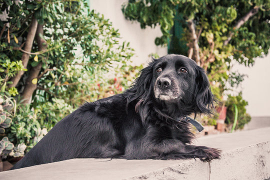 Black Dog Leaning On Retaining Wall