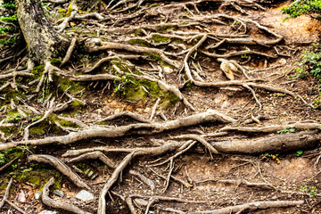 roots of a tree