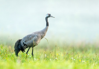 Obraz na płótnie Canvas Common crane bird (Grus grus)