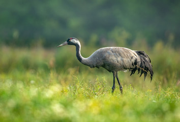 Common crane bird (Grus grus)