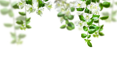 White blooming Bougainvillea flowers on white background