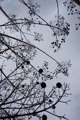 gray sky black dark berries