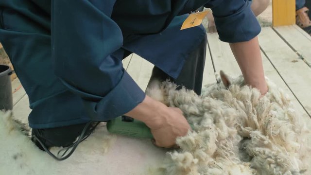 Men shearer shearing sheep at agricultural show in competition. The process by which wool fleece of a sheep is cut off. Electric professional sheep manual hair clipper sheep cutting shearing machine.