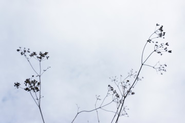 white sky minimalistic plants