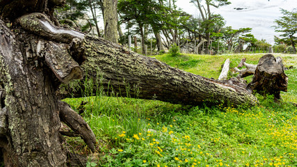 tree in the park