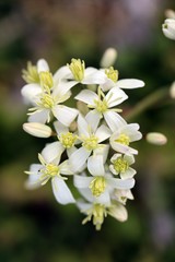 Vertical closeup shot of beautiful clematis recta flower on a blurred background