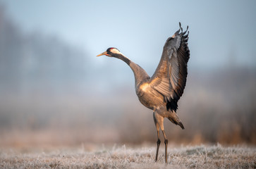 Common crane bird (Grus grus)