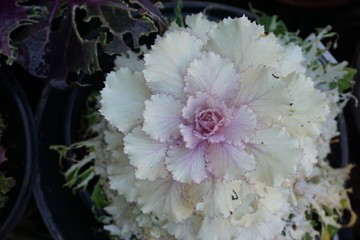 Obraz premium white cabbage flower