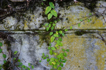 moss on the wall green leaves