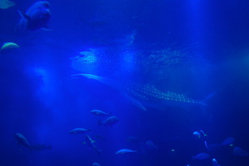 See whale sharks swimming in the aquarium