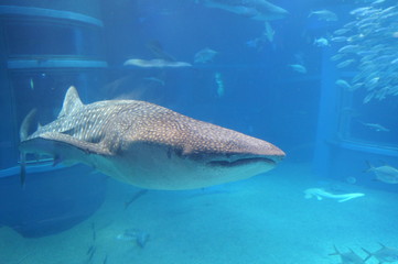 Fototapeta premium See whale sharks swimming in the aquarium