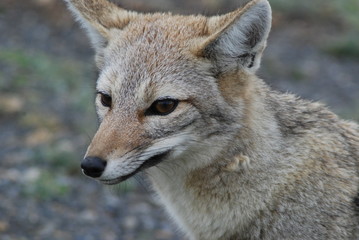 Patagonia Fox