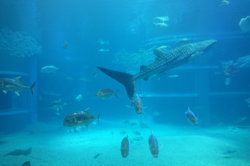 See whale sharks swimming in the aquarium