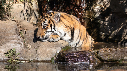 水浴びするトラ