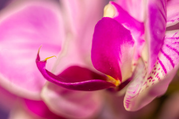 Fototapeta na wymiar Macro Beautiful fresh Orchids flower heart in the center of the flower