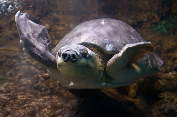 Observe the Pig nosed turtle
