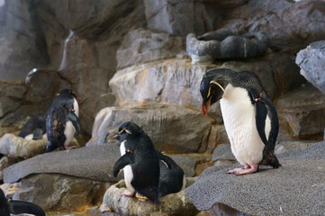 Penguin bred in aquarium pool