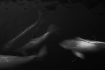 Obraz na płótnie Canvas Koi fish carp swim in dark water