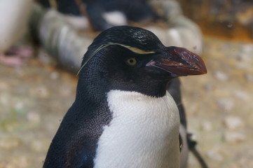 Penguin bred in aquarium pool