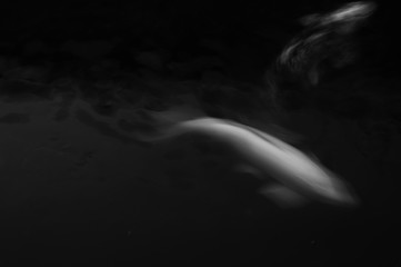 Obraz na płótnie Canvas Koi fish carp swim in water
