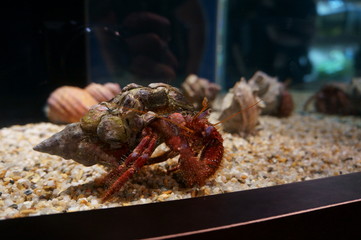 Keep hermit crabs in the aquarium