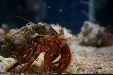 Keep hermit crabs in the aquarium