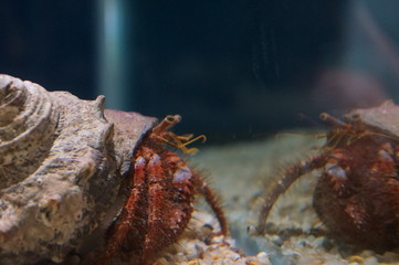 Keep hermit crabs in the aquarium