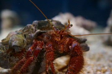 Keep hermit crabs in the aquarium