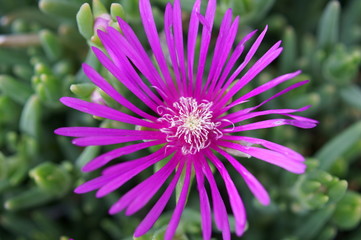 Obraz premium Lampranthus spectabilis with pink flowers
