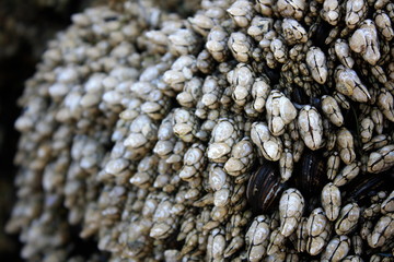 Mollusks on a Rock