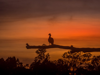 Ducks at Dawn