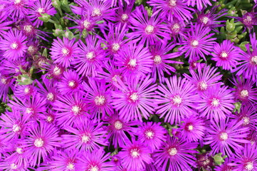 Obraz premium Lampranthus spectabilis with pink flowers