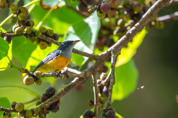 bird  eating banyan fruits on tree in forest,  banyan fruits.