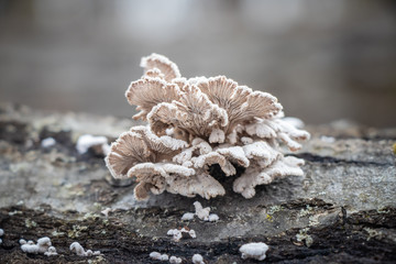 A cluster of split gills mushroom (Schizophyllum commune) growing on a tree branch