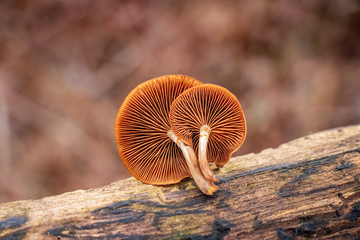A close-up of gills of the deadly galerina (Galerina marginata) 