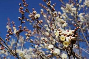 青空を背景に白い梅の花が咲く
