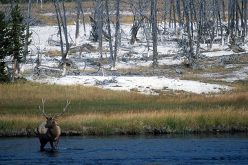Elk in the River