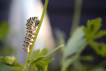 Black Swallowtail Caterpillar