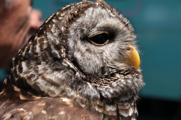 Barred Owl Profile Close Up