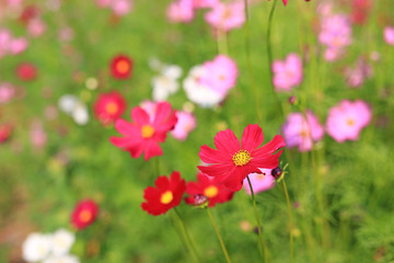 Obraz na płótnie Canvas Red and pink cosmos flowers in garden with green background soft focus.