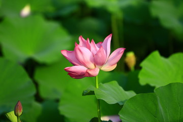 Obraz premium Blooming lotus flower, very beautiful