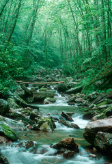 Shinning Rock Summer