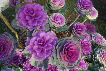 2月のカラフルな葉牡丹