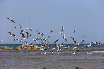 The seagulls fly at sea