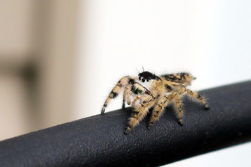 Jumping Spider