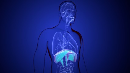 3d rendered anatomy illustration of different human organs