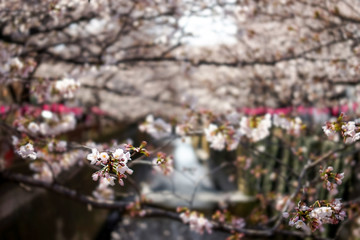 東京都 目黒川 川沿いの桜